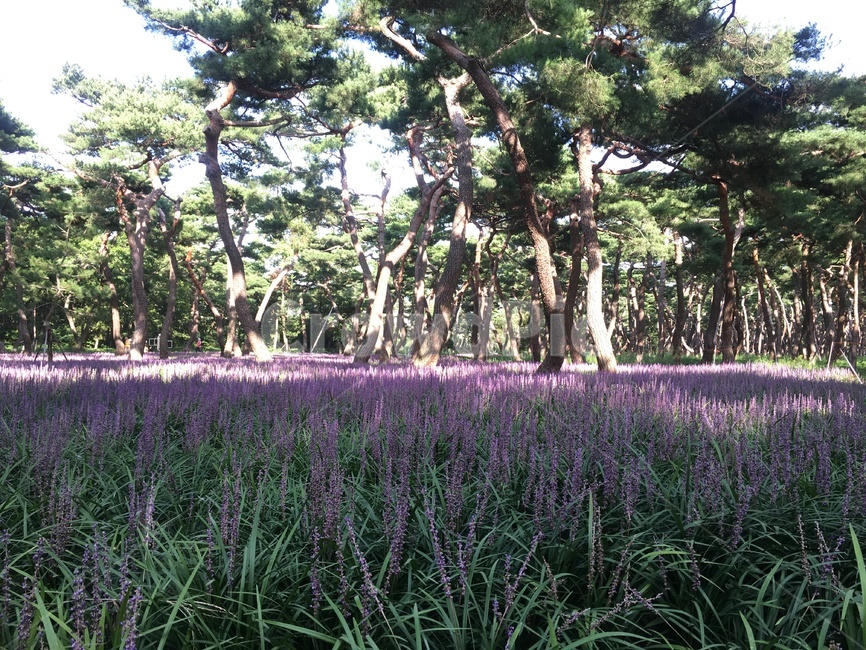 정원,garden,arbour,정자,outdoors,옥외,맥문동,보라색,공원,자연,풍경,nature,landscape