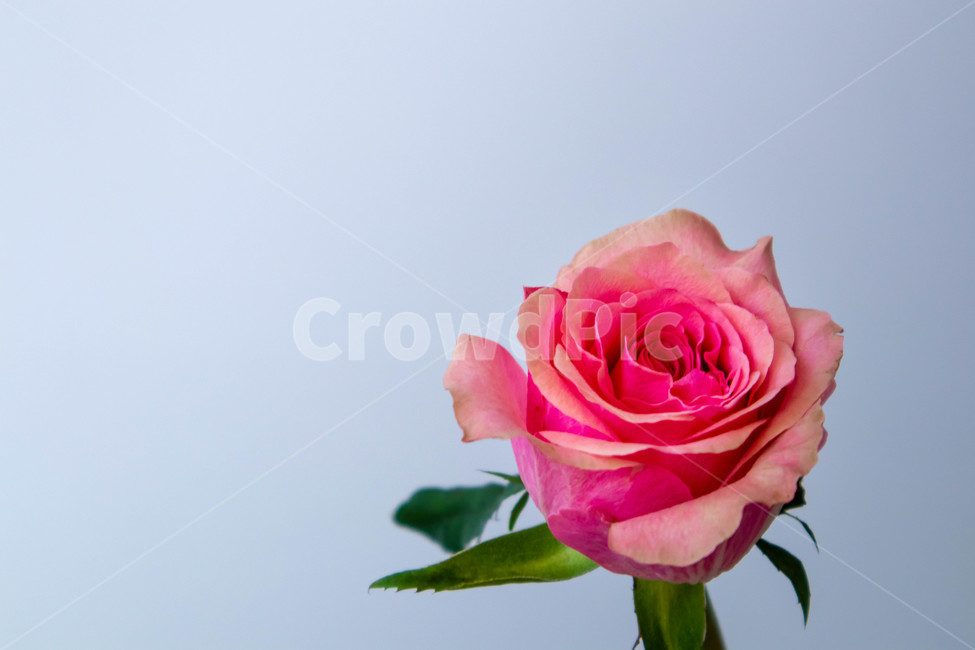 꽃,감성,장미,flower,rose,인테리어,식물,빨간,feeling,sensible,빛,소품,한송이,blossom,plant,꽃,flower