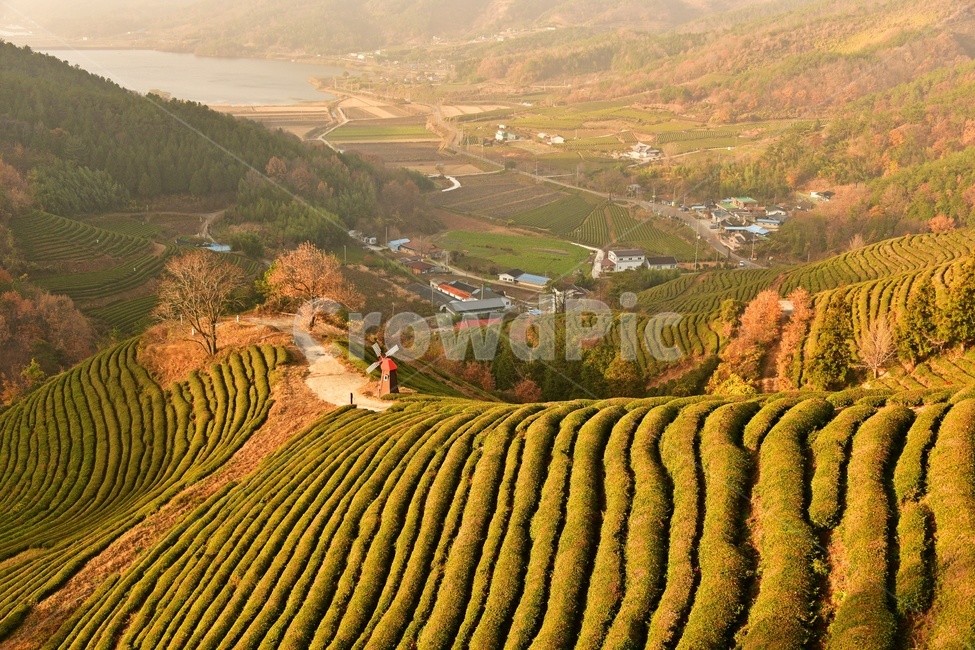 보성,다원,녹차밭,녹차,녹차잎,추색,가을,만추,유기농,초록,녹색,재배,경작,보성녹차,경치,경관,풍경,nature,자연,outdoors,옥외,봇재다원,집,가옥,저수지,한국자연풍경,한국자연경관,korea nature landscape,농업,농사,agriculture,farming,farming industry
