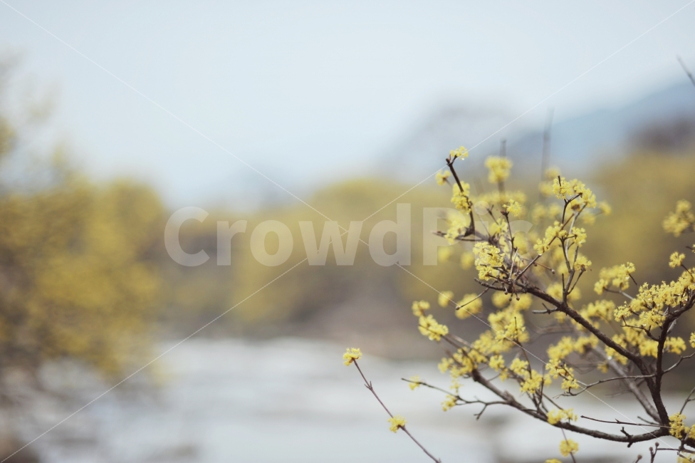	구례,반곡마을,산수유마을,산수유축제,산수유,식물,자연,plants,nature,꽃,flower