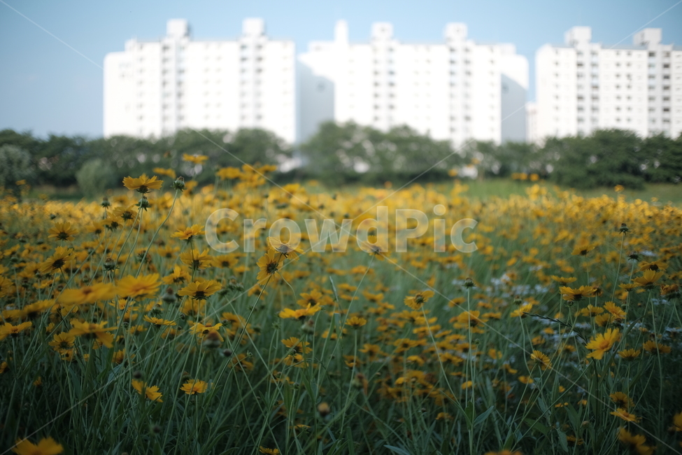 꽃,풍경,도시,공원,봄,도시,풍경,city,landscape,한국도시풍경,한국도시경관,korea cityscape,식물,자연,plants,nature,꽃,flower,grassland,목초지,outdoors,옥외,field,들
