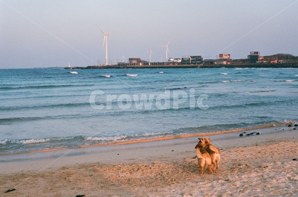 제주,바다,sea,제주도,꽃,해변,바다,beach,sea,동물,animal,포유류,mammal,개,강아지,dog,doggy