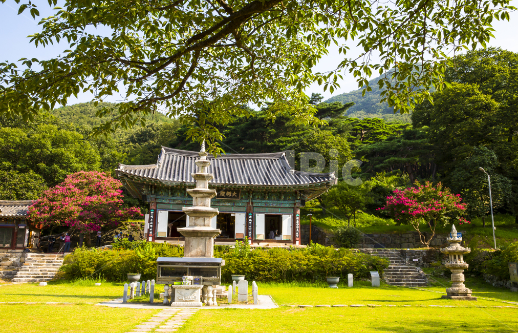 자연,풍경,식물,꽃,백일홍,배롱나무,배롱나무꽃,빨간꽃,여름,여름꽃,정원,공원,사찰,석탑,불교,신원사,nature,landscape,plants,flowers,zhonghong,lagertree,lagertreeflower,redflower,summer,summerflower,garden,park