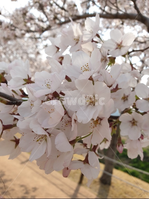 벚꽃,봄,3월,자연,나무,핑크,분홍,사랑,향기,꽃향기,꽃,flower,봄,계절,spring,season,식물,자연,plants,nature,꽃,flower,plant,blossom