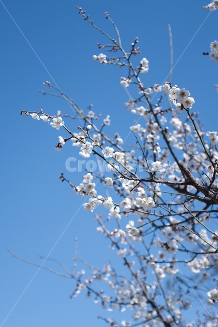 plant,식물,blossom,꽃,flower,매화,홍매화,봄,spring,자연,nature