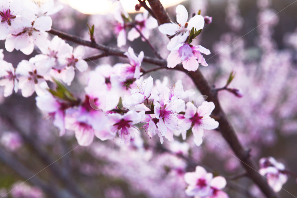 벚꽃,봄,분홍색,나무,꽃,향기,색감,계절,spring,flower,korea,뒷동산