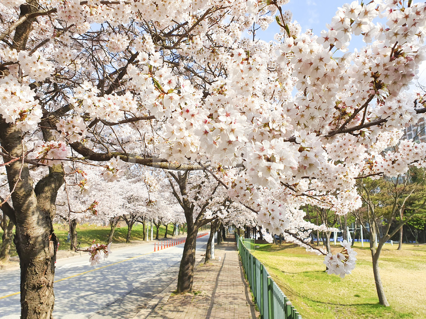 flower,꽃,blossom,벚꽃,벚꽃길,봄꽃
