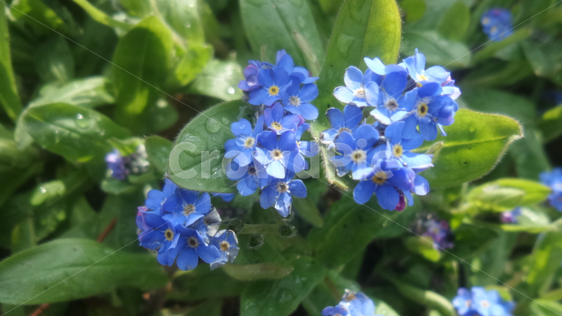 물망초,지치과,여러해살이식물,勿忘草,forgetmenot,고산식물,식물,자연,plants,nature,꽃,flower
