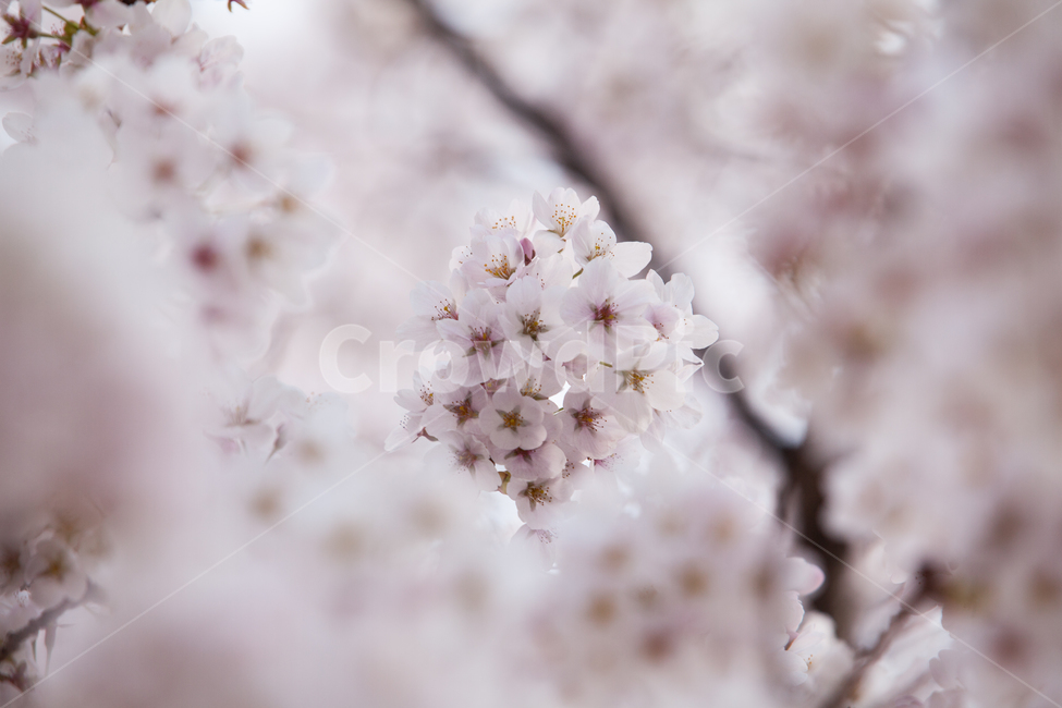 봄,벚꽃,진해벚꽃,진해,봄축제,경주감성,자연,봄,계절,spring,season,plant,식물,blossom,꽃,flower