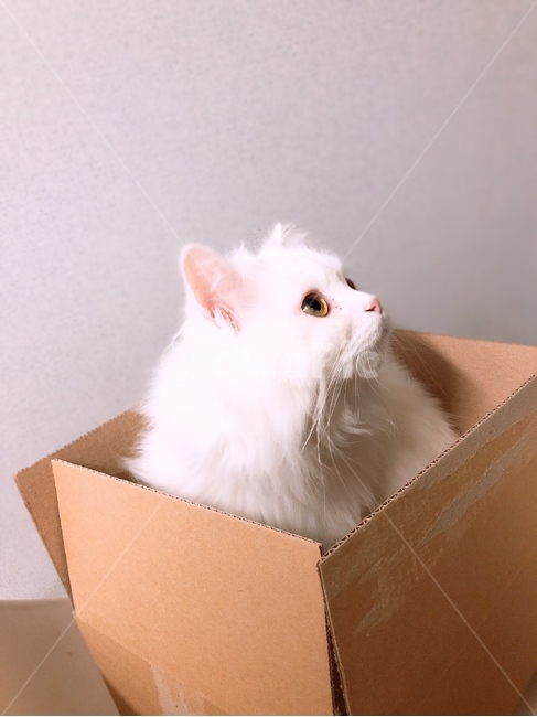 고양이,cat,페르시안,먼치킨,하얀고양이