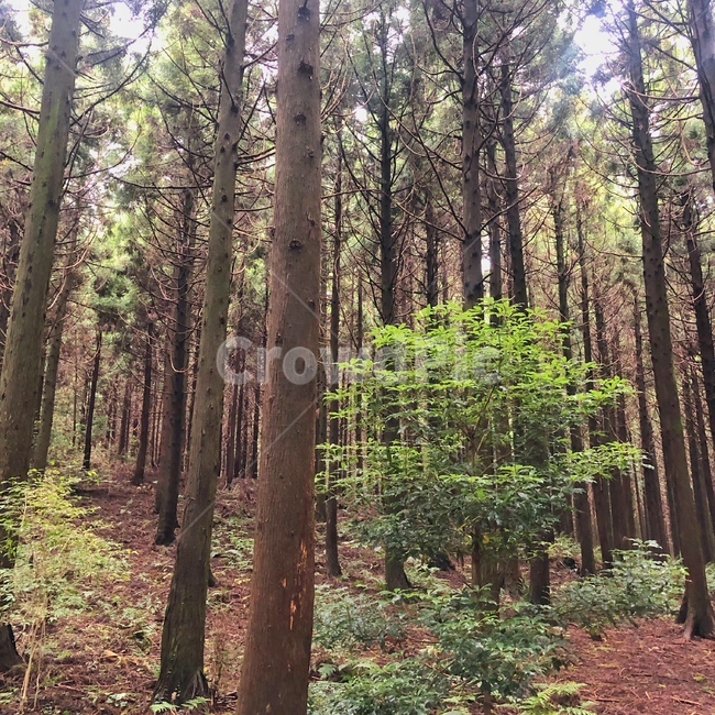 제주도,대나무숲,풍경,나무,야외,jejuisland,outdoor,tree,green,자연,풍경,nature,landscape