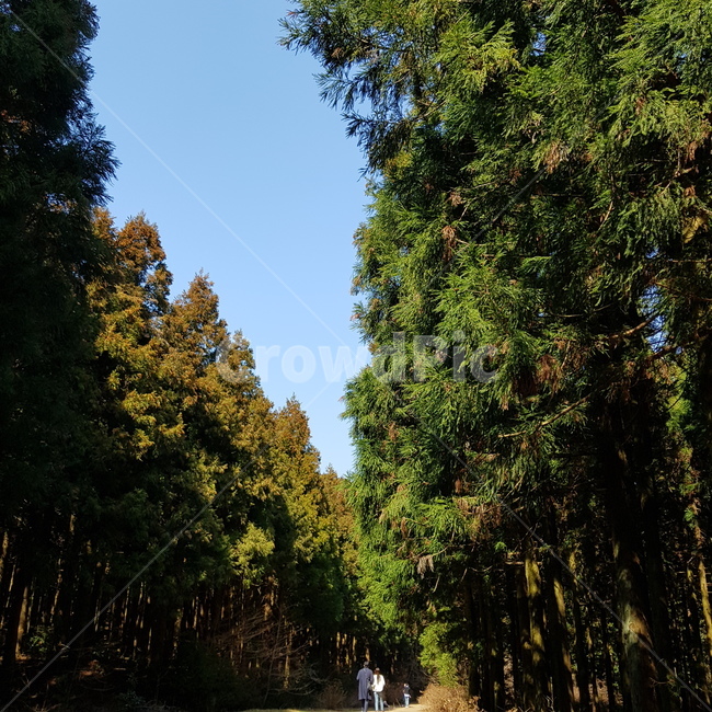 제주도,숲,나무,푸른,커플,걷기,산책,자연,풍경,nature,landscape,tree,plant,식물