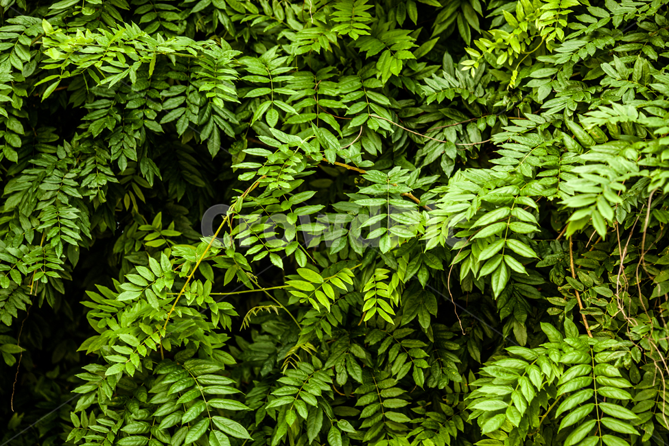 plant,식물,leaf,잎,fern,양치류,초록색,푸른,자연,식물,자연,plants,nature