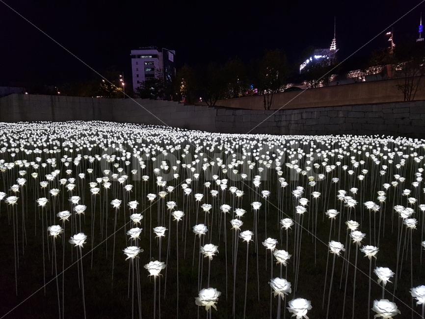 꽃,저녁,밤,눈부신,꽃밭,도시,풍경,city,landscape,야경,밤,nightscape,night
