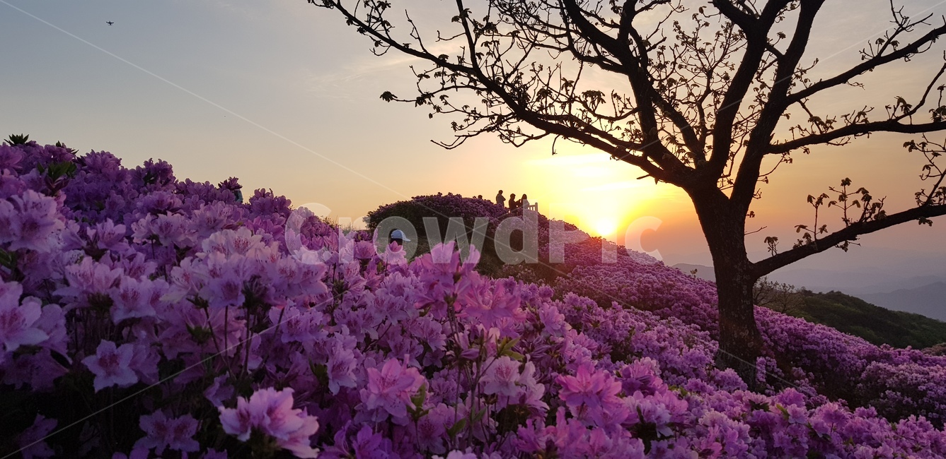 천주산,진달래,천주산진다래,천주산봄,나무,노을,봄,봄꽃,분홍꽃,꽃밭,앙상한가지
