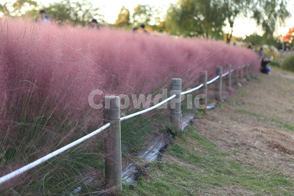 핑크뮬리,하늘공원,핑크,가을,fall,park,pink,pinkmuhlygrass,가을,계절,fall,autumn,season