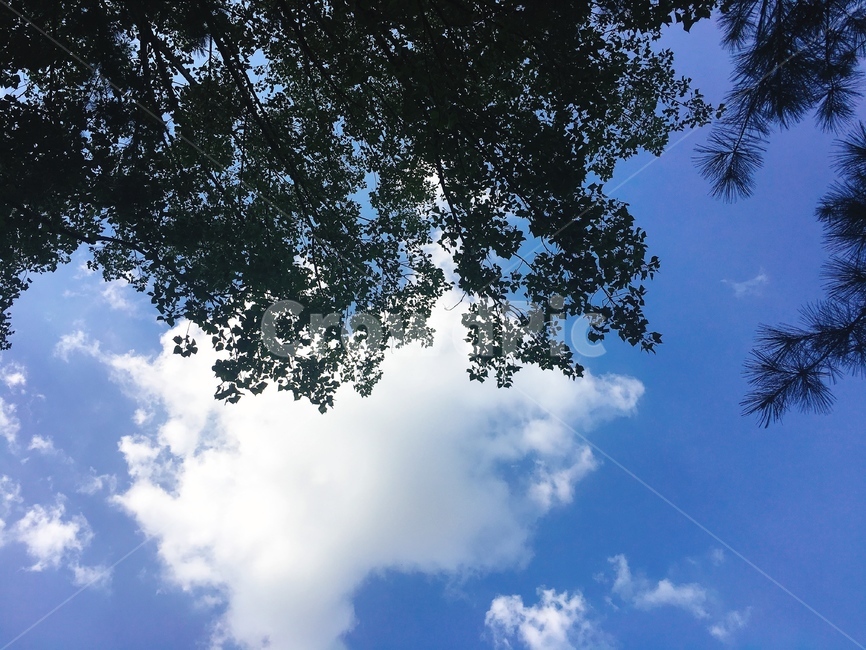 tree,plant,나무,식물,자연