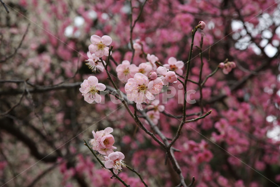 봄,매화,분홍,아름다움,꽃,꽃봉오리,꽃봉우리,봄,계절,spring,season,식물,자연,plants,nature,꽃,flower,plant,blossom