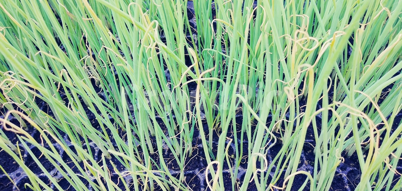 식물,plant,파묘종,파,묘종