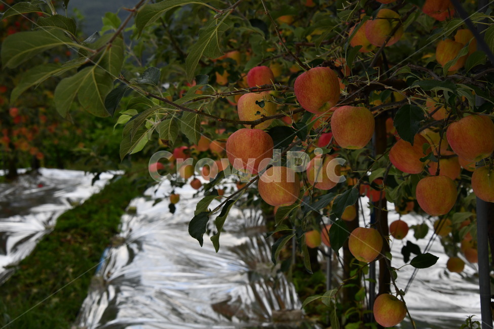 사과,과수원,과일,apple,plant,food,식품,fruit,식물,과일,열매,fruit
