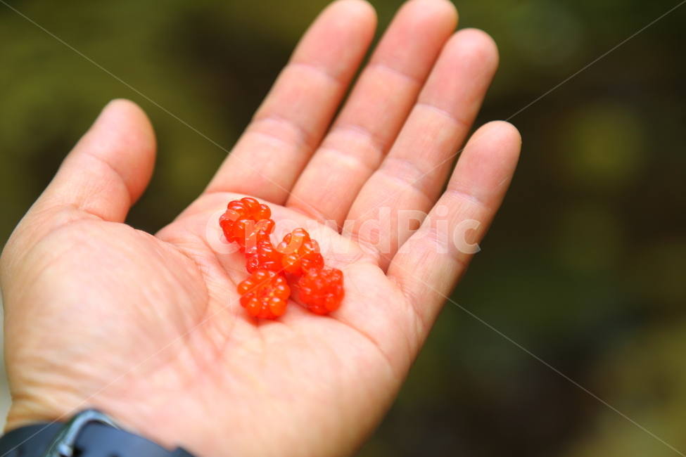 산딸기,야생딸기,열매,베리,먹음직,사람,인물,인간,human,person,신체일부,몸,body,과일,열매,fruit