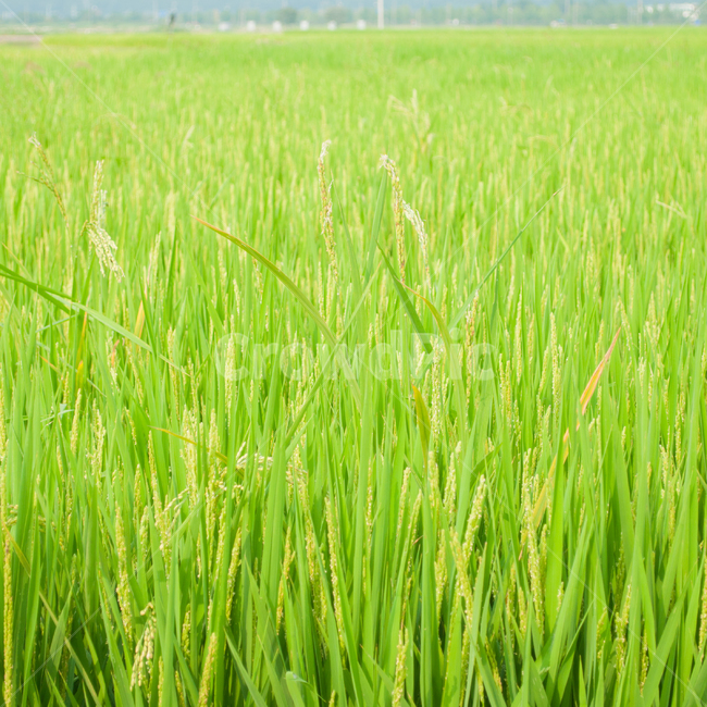 여름,논,벼,농업,농사,시골,자연,초록,풀,풍경,한국,쌀,쌀농사,산업,industry,industrial,농업,농사,agriculture,farming,farming industry