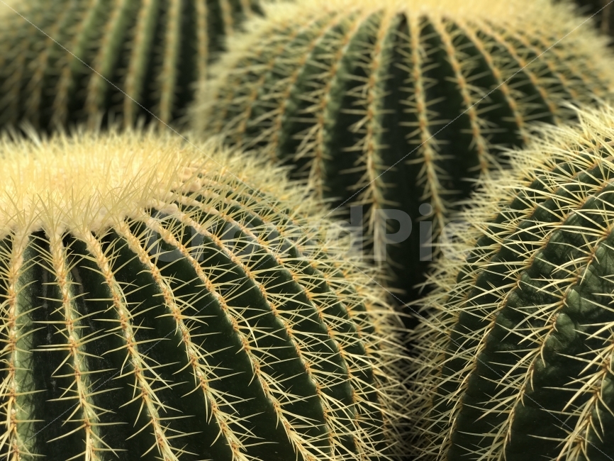 선인장,가시,열대식물,자연,온실,식물,자연,plants,nature