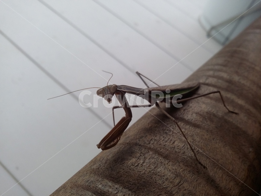 곤충,동물,사마귀,insect,animal,곤충,벌레,insect,bug