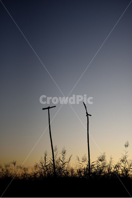 억새,갈대,가을,실루엣,하늘공원,식물,자연,plants,nature,실루엣,그림자,silhouette,shadow