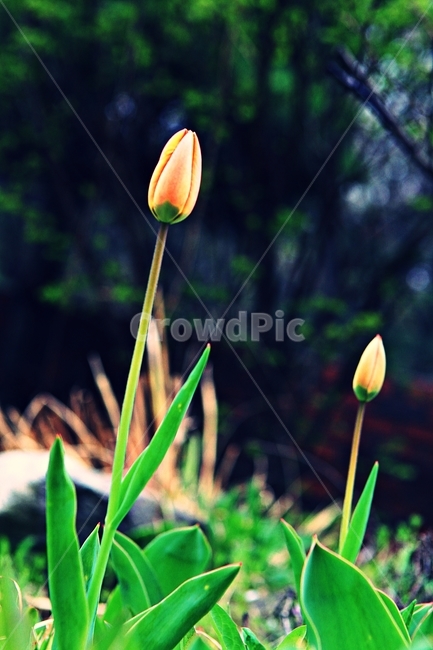 튤립,꽃,식물,자연,배경,식물,자연,plants,nature,꽃,flower