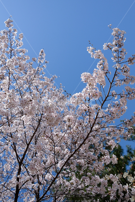 꽃,cherryblossom,flower,벚꽃,봄,분홍