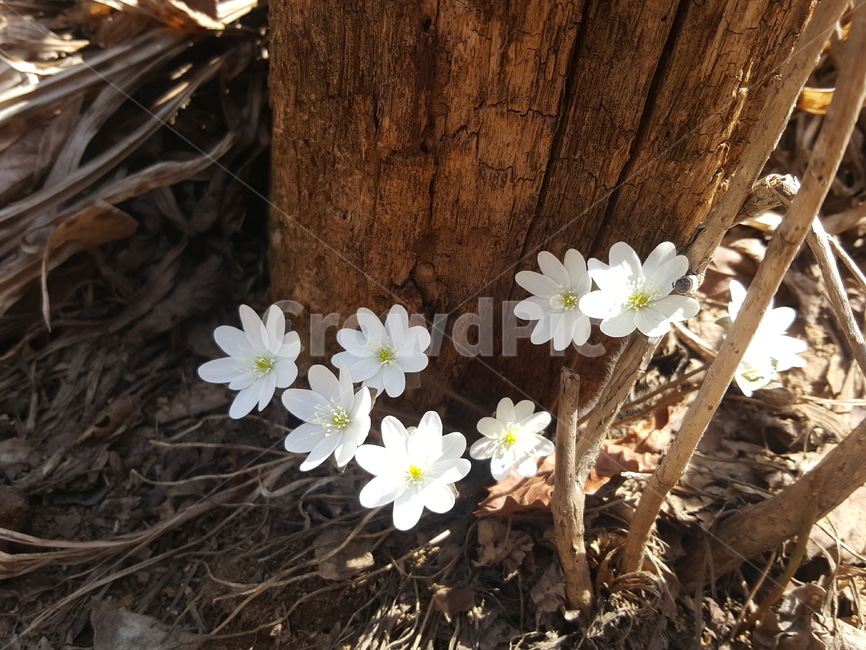 들꽃,택백산,식물,꽃,나무,식물,자연,plants,nature,꽃,flower