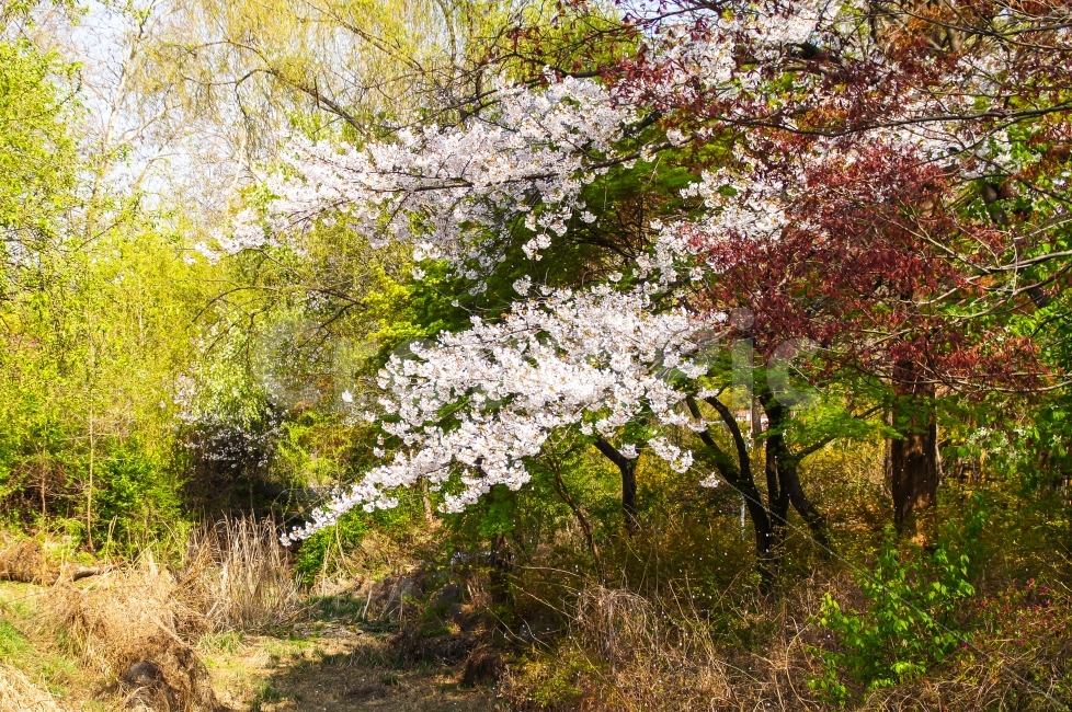 벚꽃,하늘,공원,꽃,봄,봄꽃,나무,역광,벚꽃나무,푸름,맑음,식물,자연,plants,nature,풍경,landscape,봄,계절,spring,season,꽃,flower,plant