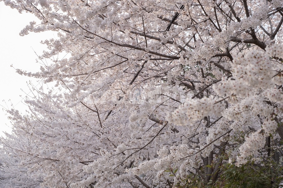 꽃,벚꽃,벚꽃축제,봄,감성,봄,계절,spring,season,plant,식물,blossom,cherry blossom,flower
