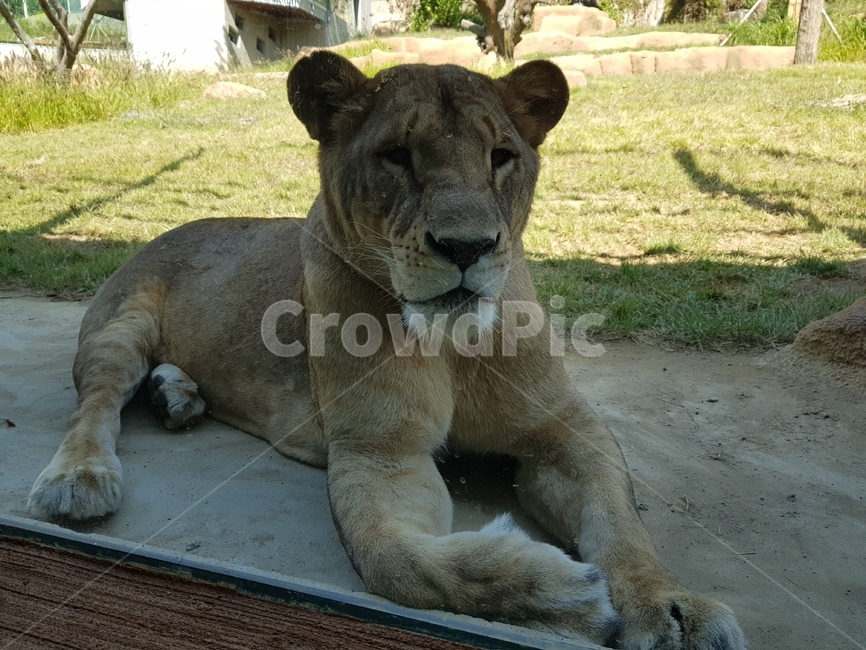 동물,사자,lion,야생동물,암사자,서울대공원,동물,animal,포유류,mammal