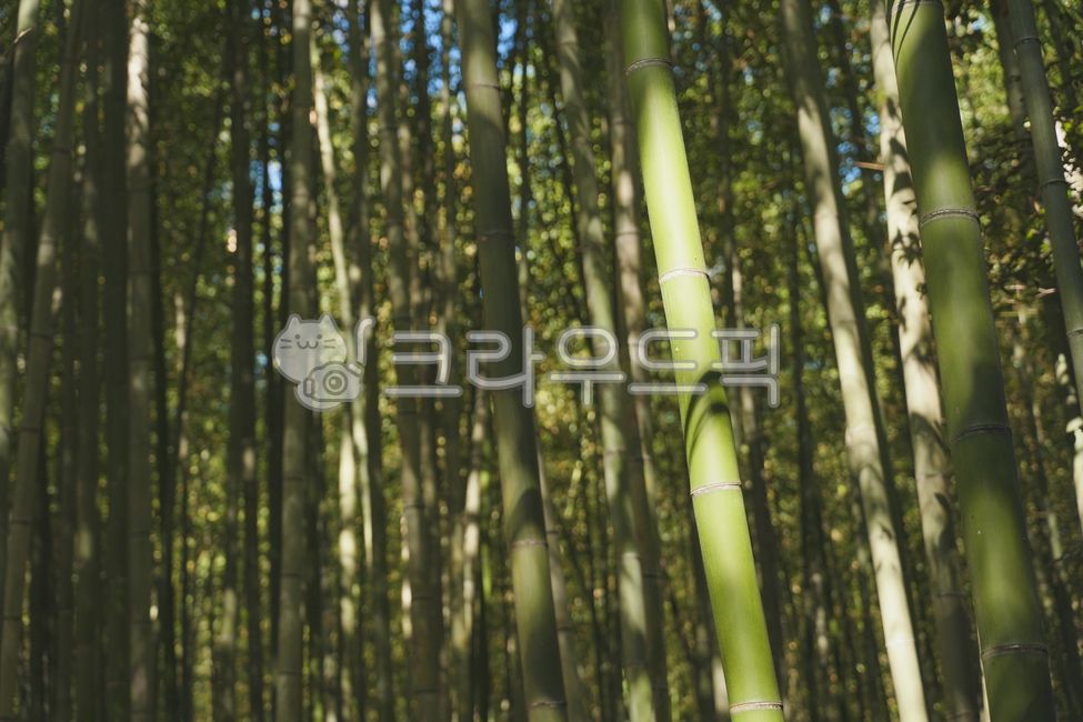 Bamboo,Bamboo Forest,Wallpaper,Green,Nature,Outdoor,Arashiyama