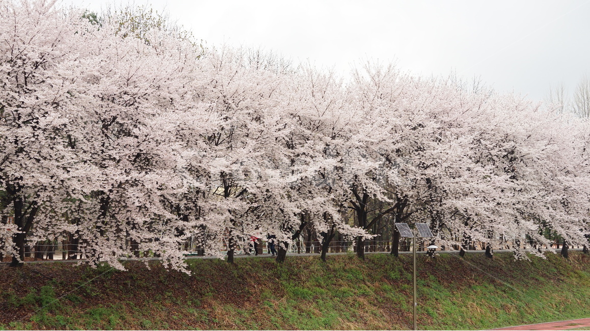 꽃,벚꽃,cherryblossom,봄,벚꽃축제,순식간,벚꽃잎,봄,계절,spring,season,자연,풍경,nature,landscape,plant,식물,flower,blossom,cherry blossom