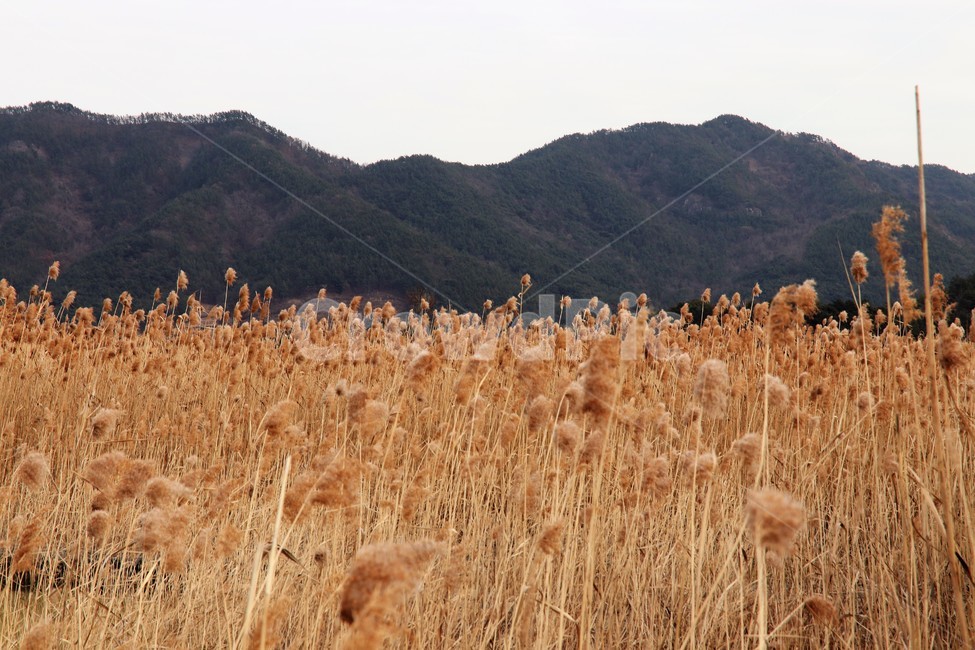 순천만,가을갈대,가을풍경,오솔길,숲길,가을산길,마실,갈대,갈대밭,나무,시골,가을,계절,fall,autumn,season,자연,풍경,nature,landscape,plant,식물,food,음식,vegetable,야채,grain,곡물