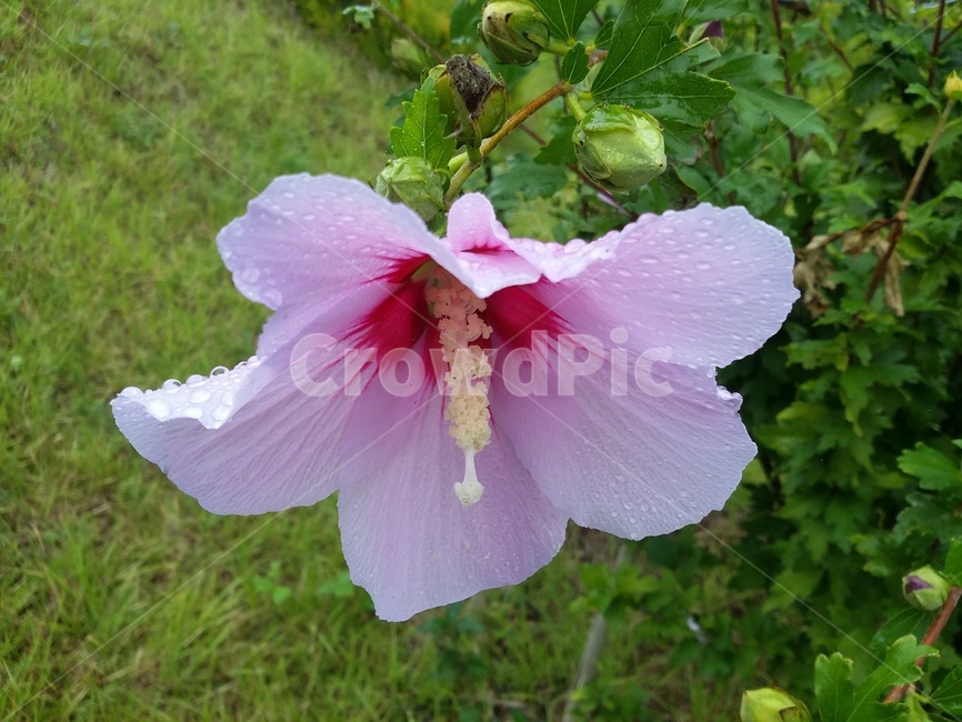식물,꽃,flower,plant,무궁화,식물,자연,plants,nature,꽃,flower