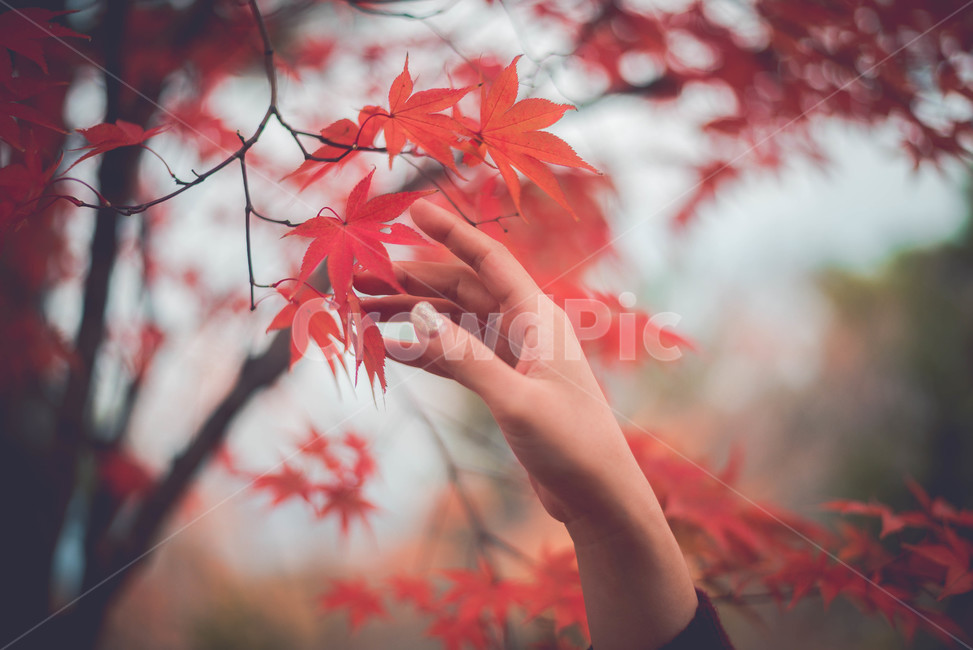 plant,식물,leaf,잎,tree,나무,가을,계절,fall,autumn,season,식물,자연,plants,nature