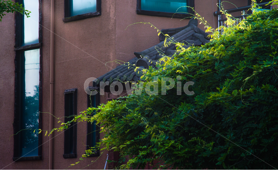 건물,등나무,나무,덩쿨,유리창,벽돌집,건축물,건물외관,exterior,building,structure,architecture,construction
