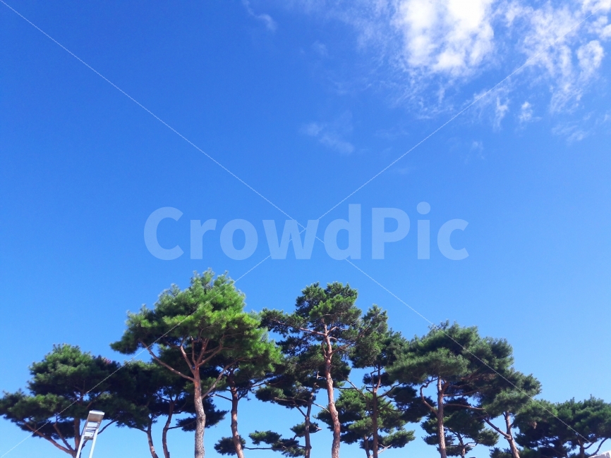 하늘,구름,풍경,색감,자연,자연,풍경,nature,landscape,tree,나무,plant,식물