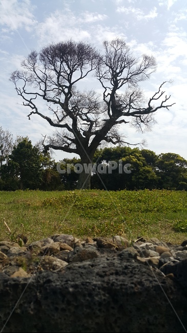 제주도,소나무,나무와하늘,제주도소나무,tree,자연,풍경,nature,landscape,제주도,jeju,jeju island,나무,plant,식물,tree trunk,나무 줄기