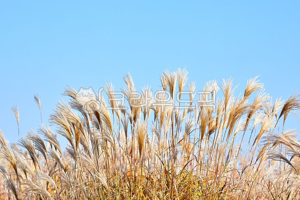 억새밭,억새,억새꽃,가을,파란하늘,푸른하늘,하늘,계절,자연,풍경,식물,하늘공원,상암하늘공원,10월,11월,공원,야외,silvergrass,autumn,bluesky,sky,season,nature,landscape,plant,skypark,sangamskypark,october,november,park,outdoor,가을,계절,fall,autumn,season