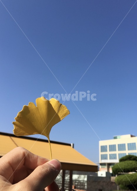 은행잎,하늘,은행,가을,노란색,노랑