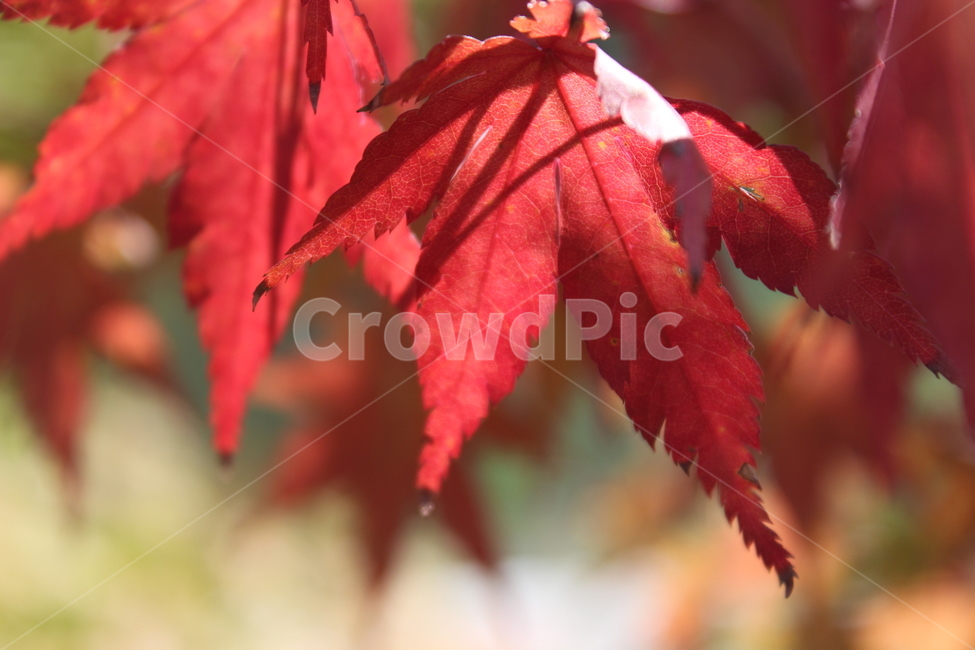 leaf,잎,plant,식물,tree,단풍,가을,계절,fall,autumn,season,나무