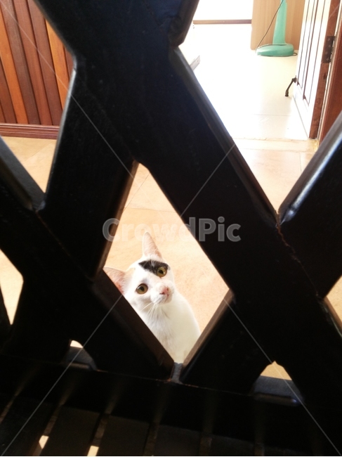 고양이,동물,아기고양이,cat,kitten