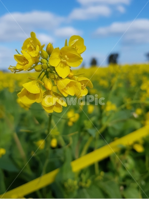 꽃,유채꽃,꽃밭,노란꽃,제주도,식물,자연,plants,nature,꽃,flower