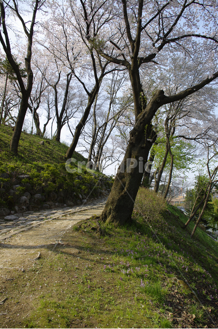 봄,벚꽃,나무,꽃,flower,식물,식물,자연,plants,nature,나무,trees,wood