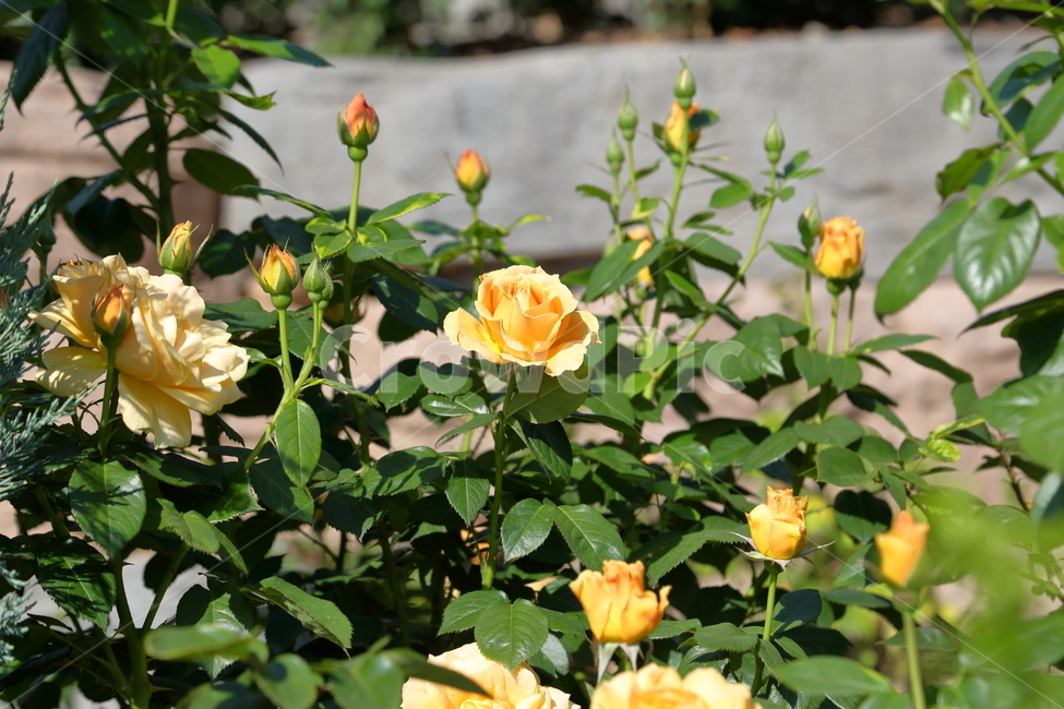 장미,장미꽃,노란장미,flower,rose,5월,6월,꽃